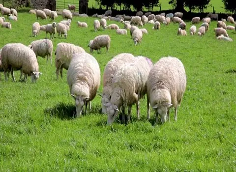 قیمت خرید گوسفند زنده اراک با فروش عمده